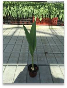 盆栽郁金香一批（常州武进夏溪）